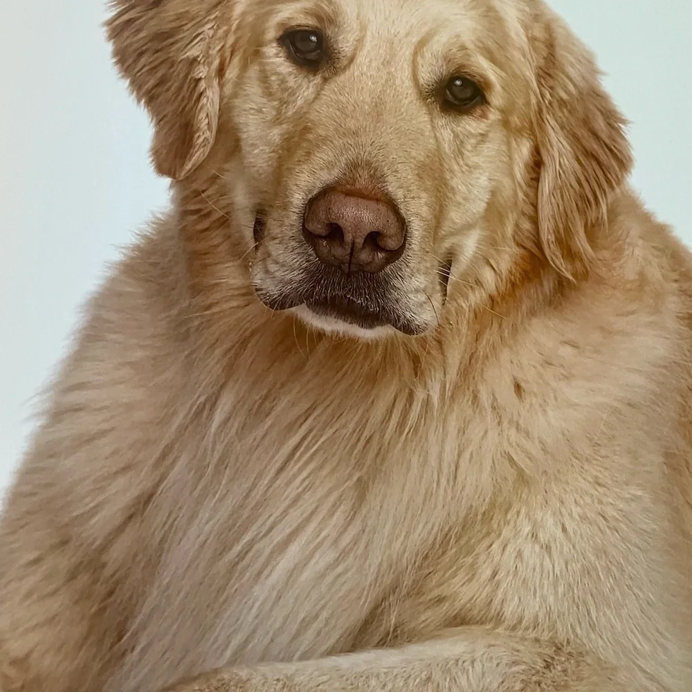 Book, Rover Bow Wow Edition, Andrew Grant, 500 pages, Full-Color Photos of Dogs.